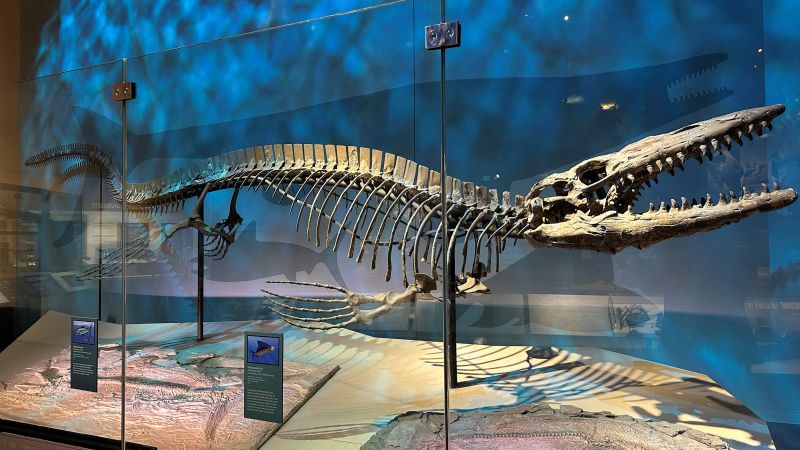 New species of marine reptile Tylosaurus rex discovered, revealing diversity of ancient predators