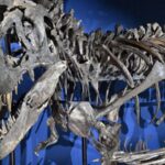 New study provides insights into the evolutionary rationale behind T. rex's tiny arms