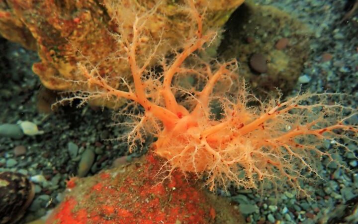 Researchers find severed sea cucumber parts survive indefinitely and exhibit unique healing properties