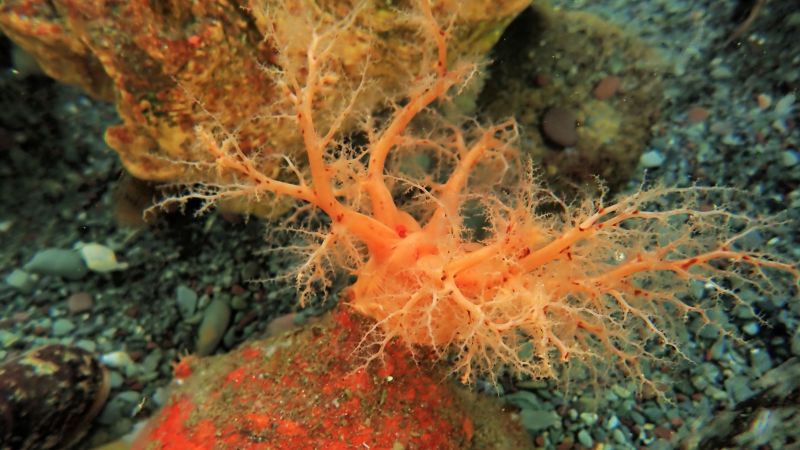 Researchers find severed sea cucumber parts survive indefinitely and exhibit unique healing properties