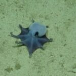 Scientists discover new species of tiny blue octopus in the Galápagos Islands
