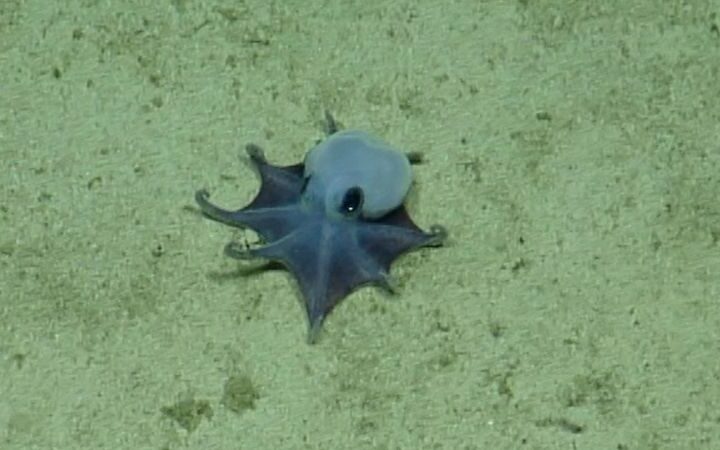 Scientists discover new species of tiny blue octopus in the Galápagos Islands