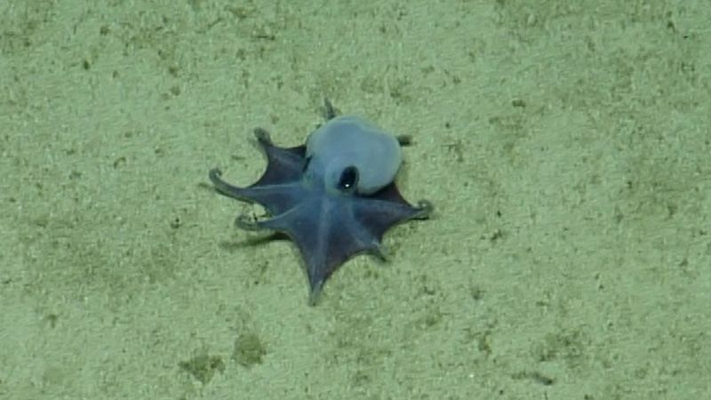 Scientists discover new species of tiny blue octopus in the Galápagos Islands