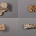 Scientists uncover proteins linking Homo erectus to modern humans through ancient teeth in China