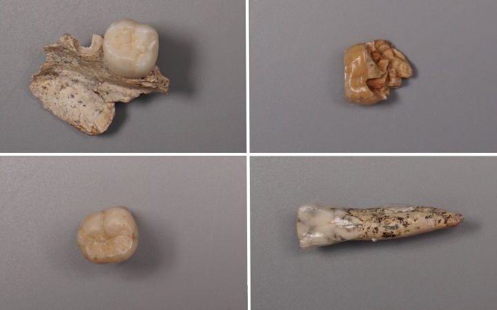 Scientists uncover proteins linking Homo erectus to modern humans through ancient teeth in China