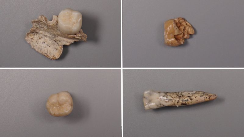 Scientists uncover proteins linking Homo erectus to modern humans through ancient teeth in China