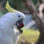 Wild parrots use social learning to decide on trying new foods, study reveals