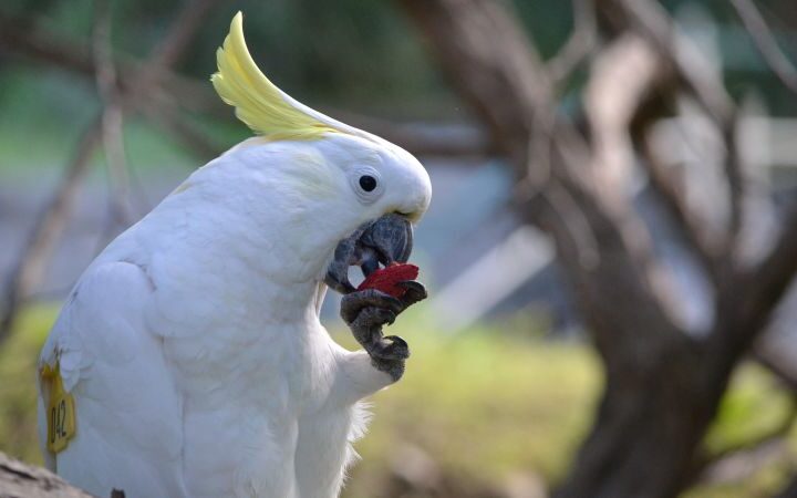 Wild parrots use social learning to decide on trying new foods, study reveals