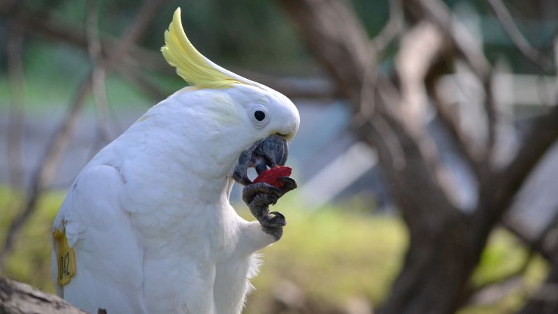Wild parrots use social learning to decide on trying new foods, study reveals