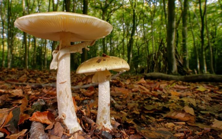 Amanita mushroom poisonings raise alarm after California fatalities, expert offers guidance
