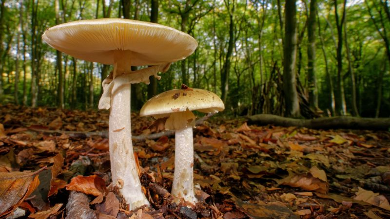 Amanita mushroom poisonings raise alarm after California fatalities, expert offers guidance