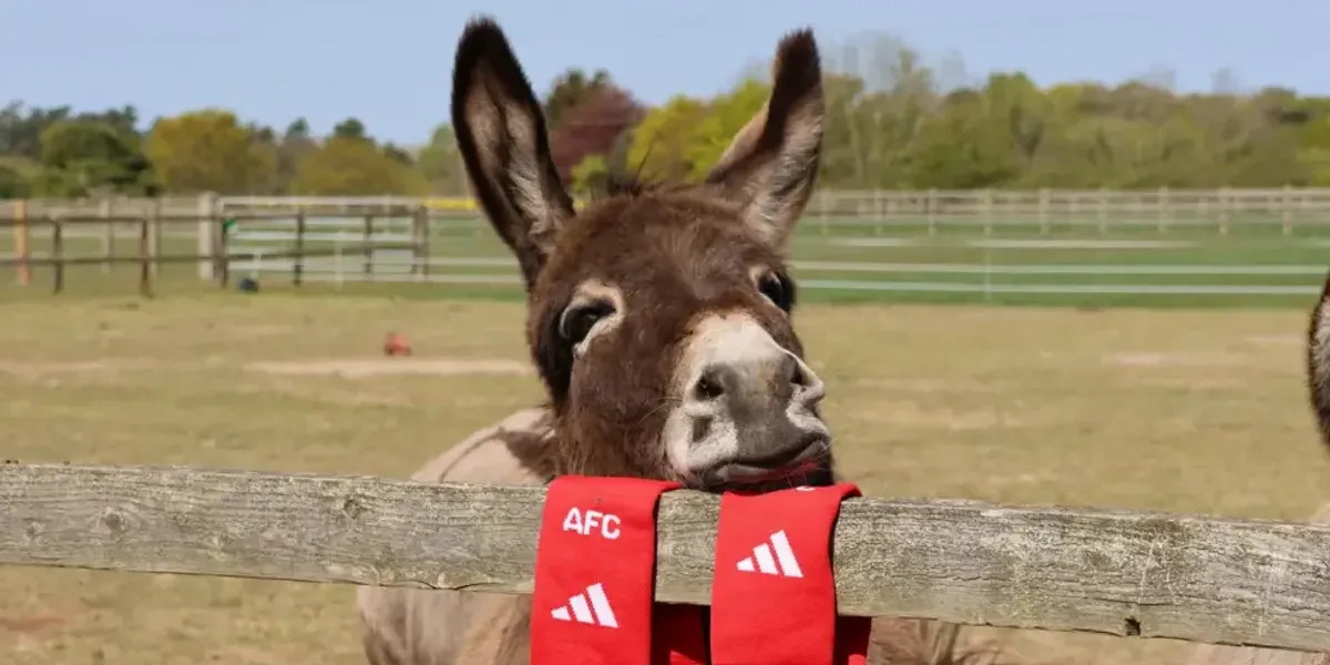 Arsenal donates socks to donkeys at Norfolk sanctuary to prevent infections this summer