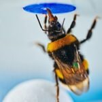 Bumblebees demonstrate spontaneous problem-solving abilities in innovative lab experiment