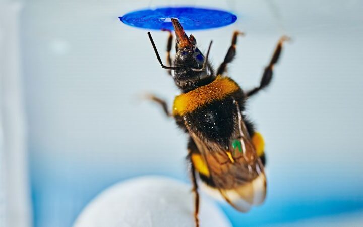 Bumblebees demonstrate spontaneous problem-solving abilities in innovative lab experiment