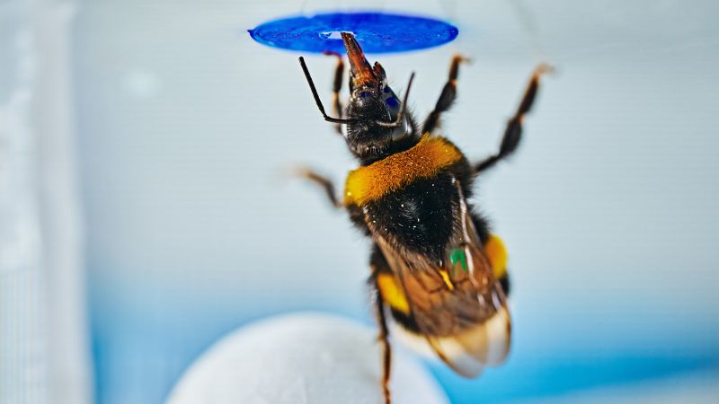 Bumblebees demonstrate spontaneous problem-solving abilities in innovative lab experiment