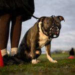 Children under 12 to be prohibited from unsupervised interactions with dangerous dog breeds