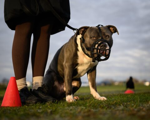 Children under 12 to be prohibited from unsupervised interactions with dangerous dog breeds