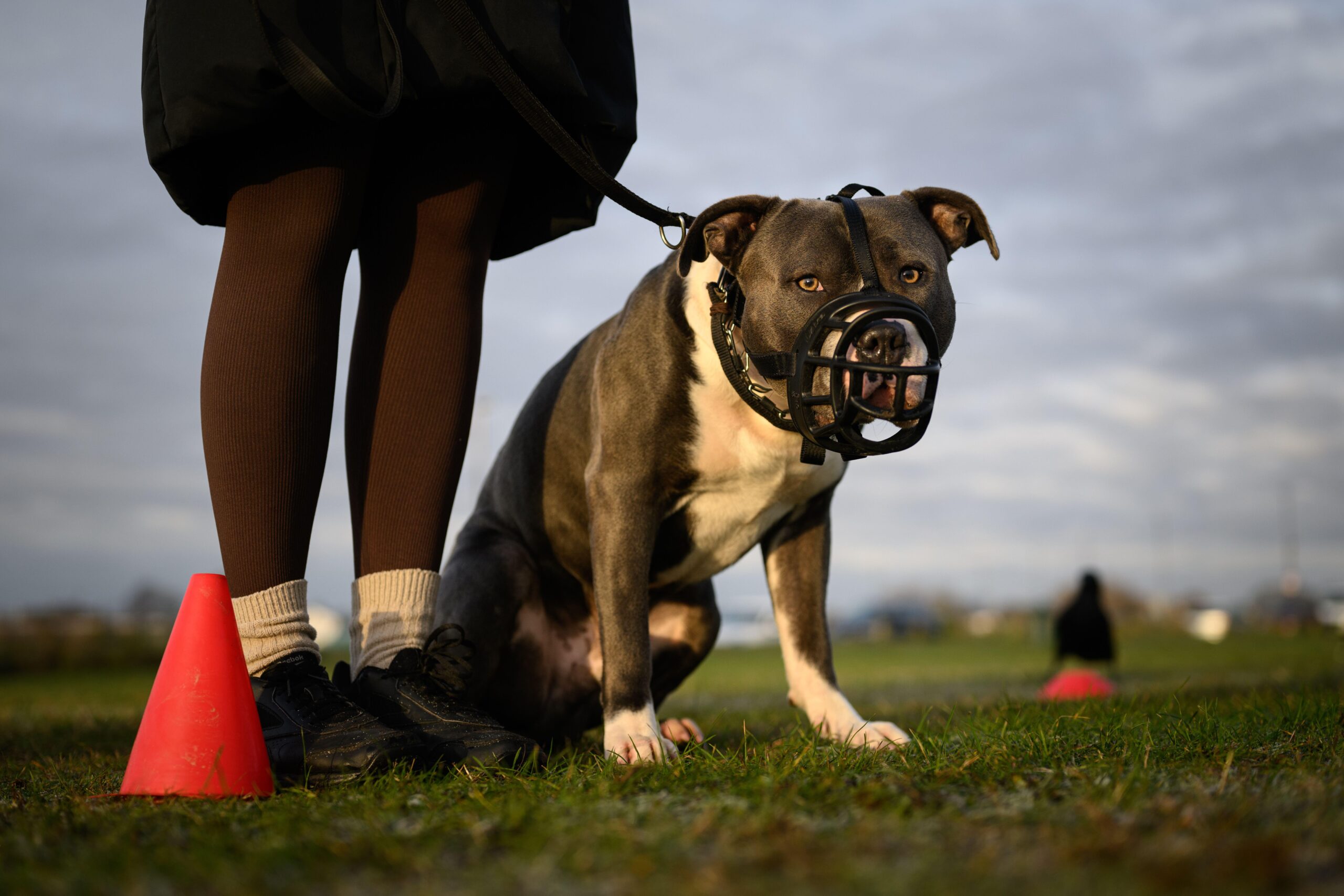 Children under 12 to be prohibited from unsupervised interactions with dangerous dog breeds