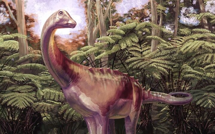 Fossil discovered in drawer identified as first dinosaur bone from Antarctica
