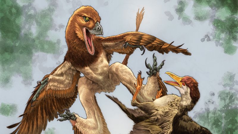 Fossil discovery sheds light on ancient microraptor that hunted birds 120 million years ago