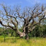 Major Oak, iconic Robin Hood tree in Sherwood Forest, has died