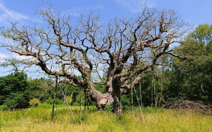 Major Oak, iconic Robin Hood tree in Sherwood Forest, has died