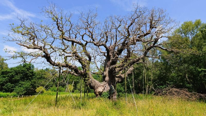 Major Oak, iconic Robin Hood tree in Sherwood Forest, has died