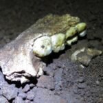 New findings challenge understanding of sex distribution among Homo naledi fossils in South Africa