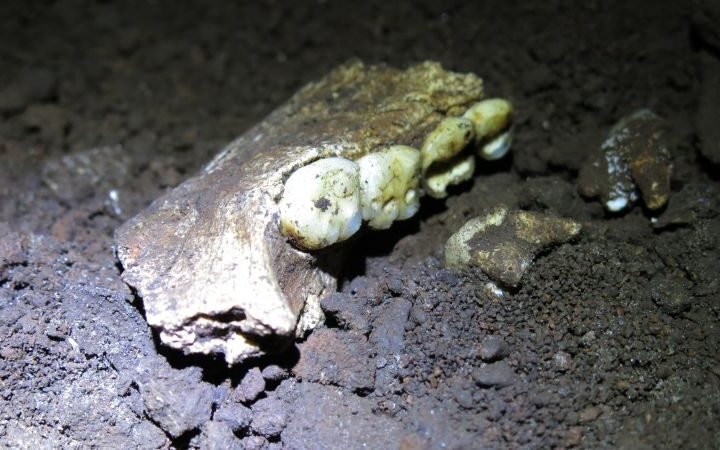 New findings challenge understanding of sex distribution among Homo naledi fossils in South Africa