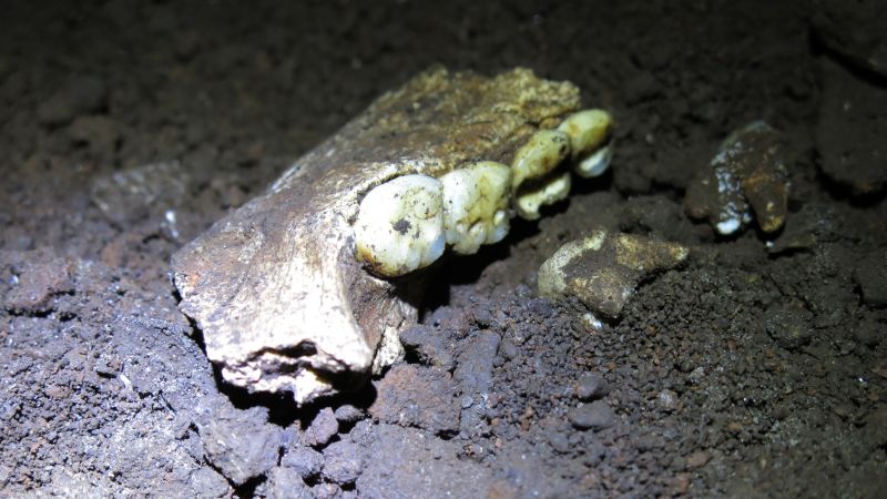 New findings challenge understanding of sex distribution among Homo naledi fossils in South Africa