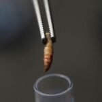 New World screwworm outbreak confirmed in Texas and New Mexico, posing significant livestock risks