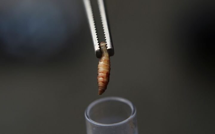 New World screwworm outbreak confirmed in Texas and New Mexico, posing significant livestock risks