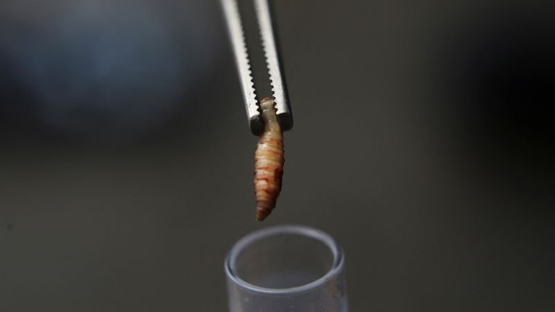 New World screwworm outbreak confirmed in Texas and New Mexico, posing significant livestock risks