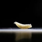 New World screwworm outbreak in Texas poses significant risk to livestock and food production