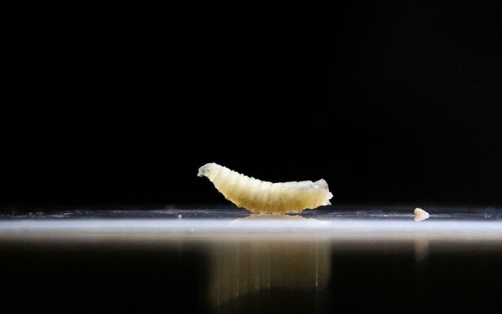New World screwworm outbreak in Texas poses significant risk to livestock and food production