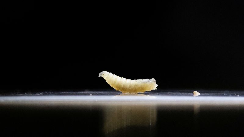 New World screwworm outbreak in Texas poses significant risk to livestock and food production