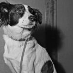 Pickles the dog: the unexpected hero who recovered England’s stolen World Cup trophy