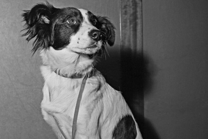 Pickles the dog: the unexpected hero who recovered England’s stolen World Cup trophy