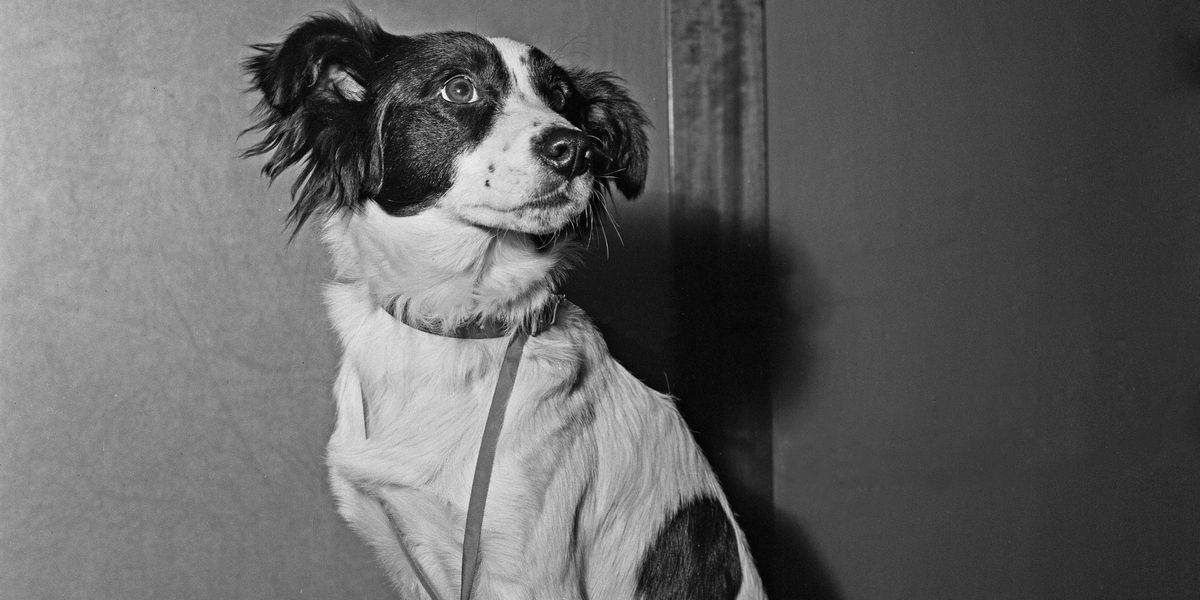 Pickles the dog: the unexpected hero who recovered England’s stolen World Cup trophy