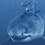 Rare great white shark captured on video by diver off Mediterranean coast