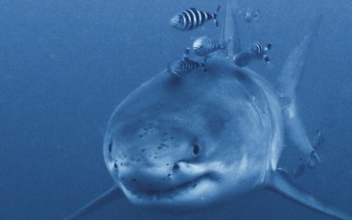 Rare great white shark captured on video by diver off Mediterranean coast