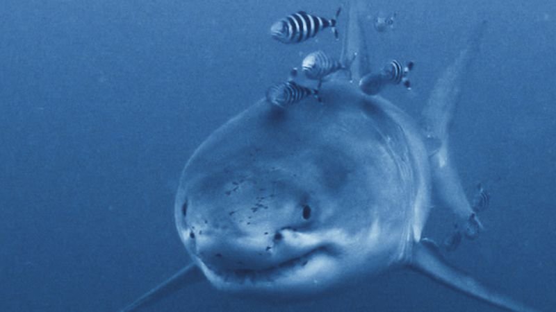 Rare great white shark captured on video by diver off Mediterranean coast