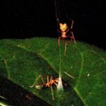 Researchers capture first images of newly discovered spring-loaded spider trap in Australia