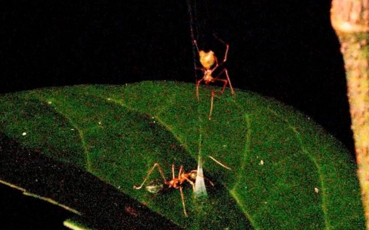 Researchers capture first images of newly discovered spring-loaded spider trap in Australia