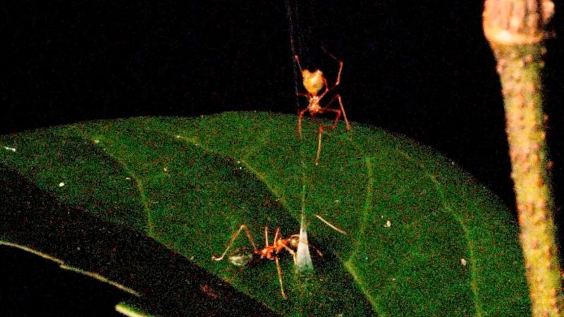 Researchers capture first images of newly discovered spring-loaded spider trap in Australia