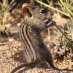 Scientists decode animal communication, raising ethical concerns about interspecies interaction