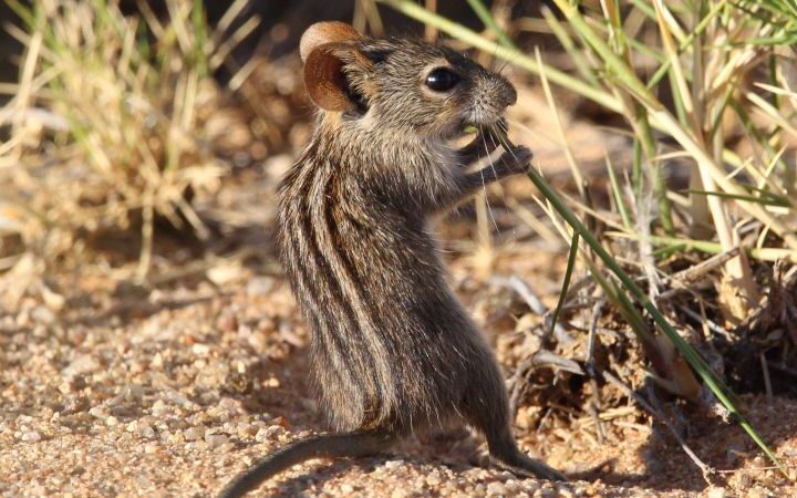 Scientists decode animal communication, raising ethical concerns about interspecies interaction