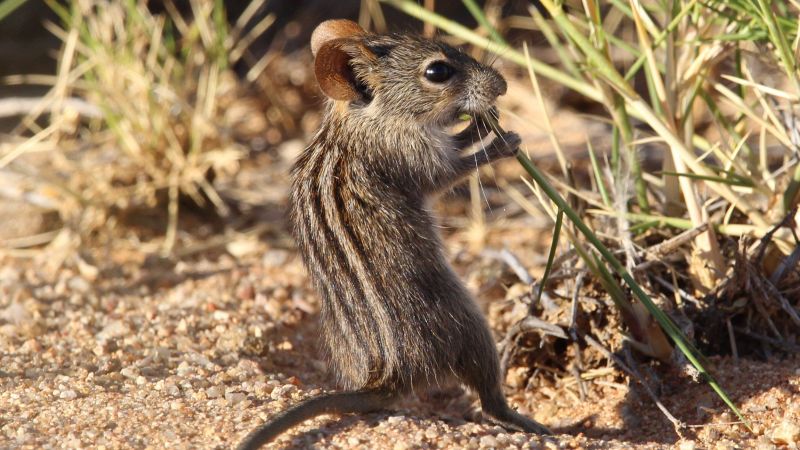 Scientists decode animal communication, raising ethical concerns about interspecies interaction
