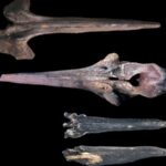 Scientists discover one of the largest whale graveyards in the Indian Ocean