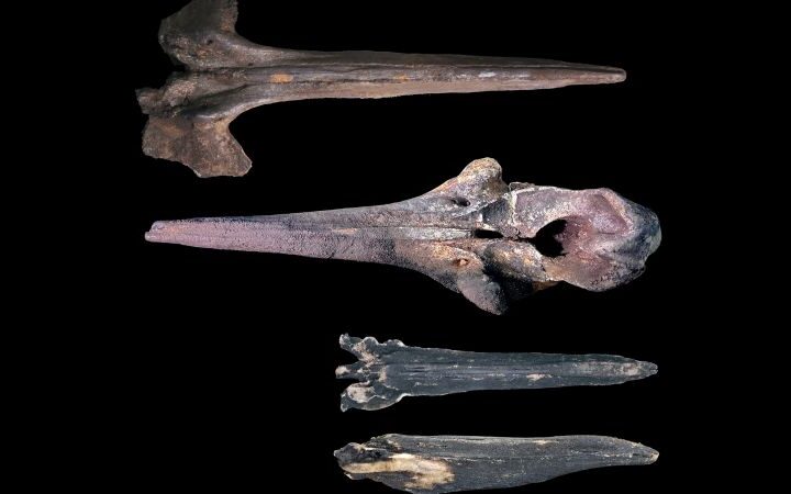 Scientists discover one of the largest whale graveyards in the Indian Ocean